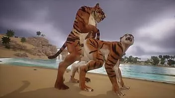 再生 ビーチで交尾する 2 頭のトラ - 野生動物